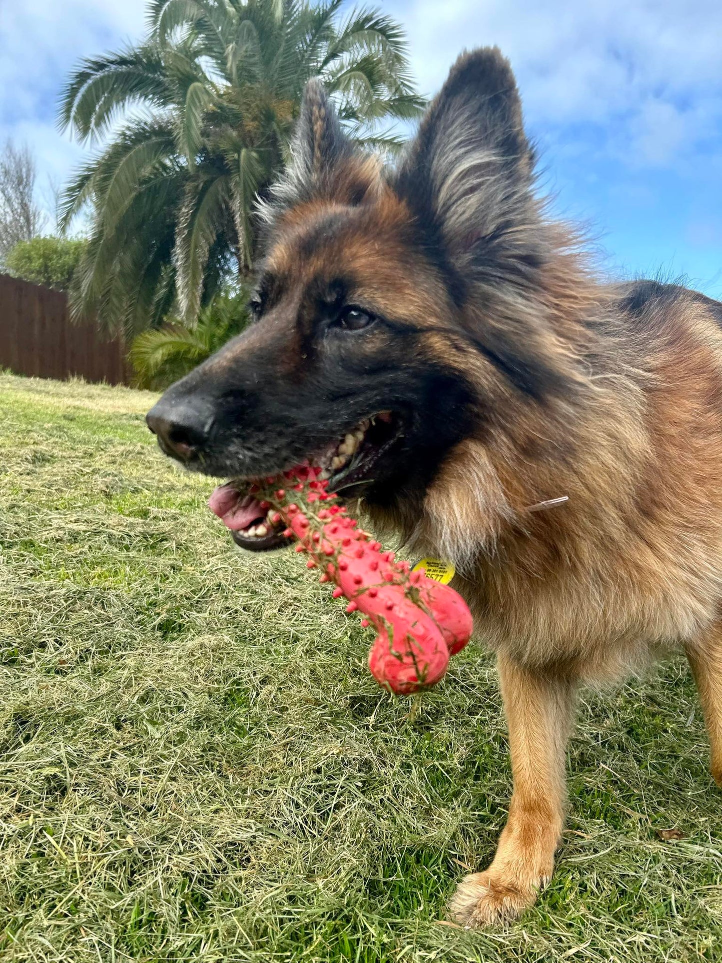 Food Grade Durable Dog Bone Toys - Tooth Grinding Stick Chew Bone - Red/Black