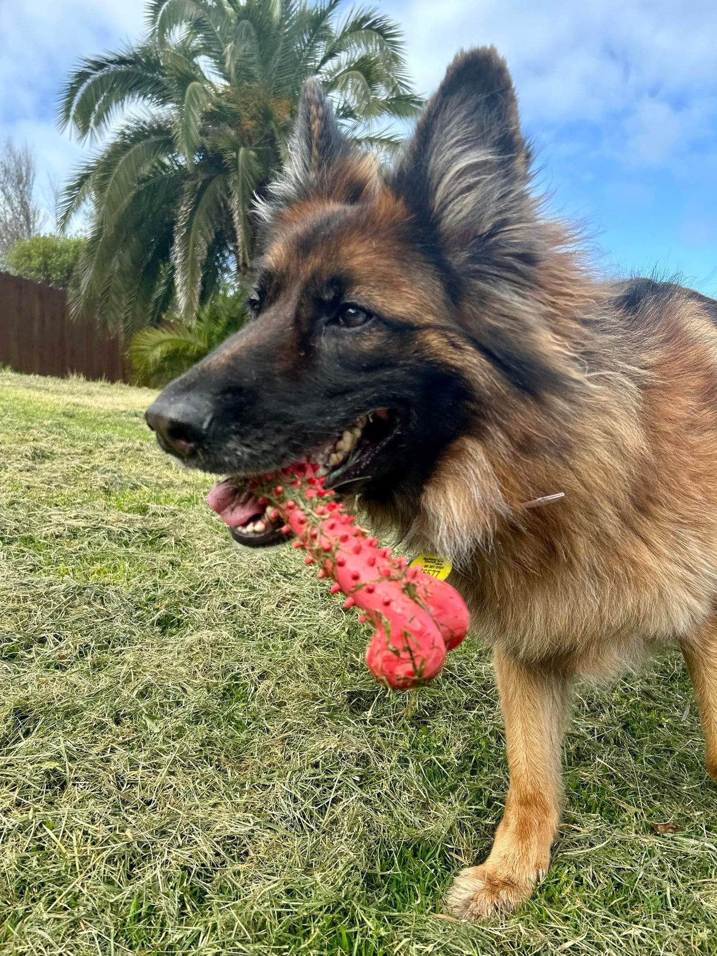 Food Grade Durable Dog Bone Toys -  Tooth Grinding Stick Chew Bone  - Red/Black