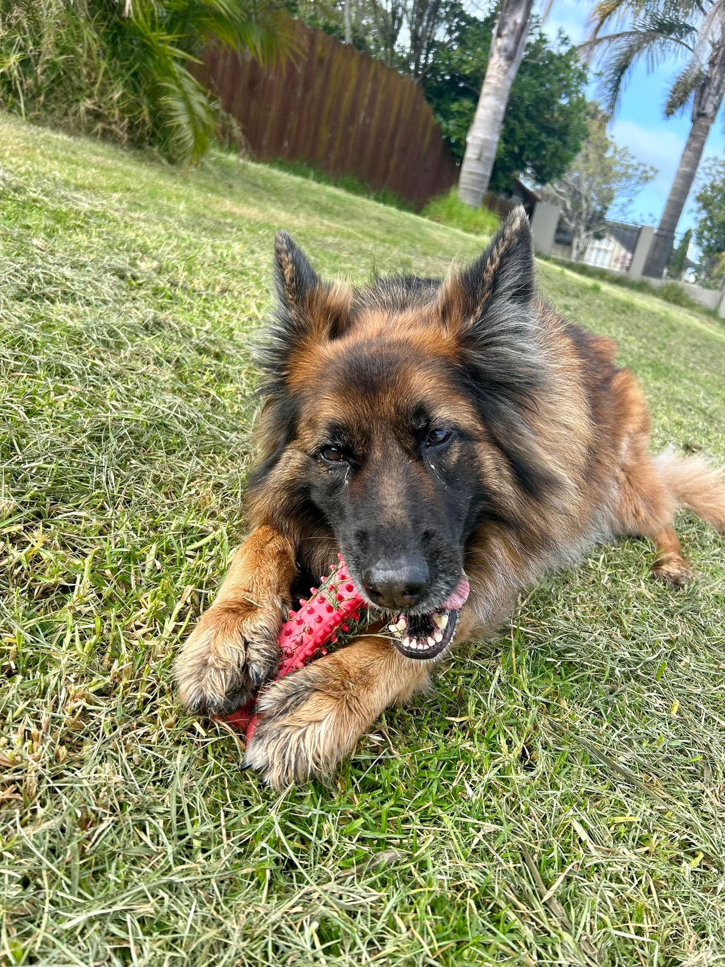 Food Grade Durable Dog Bone Toys - Tooth Grinding Stick Chew Bone - Red/Black