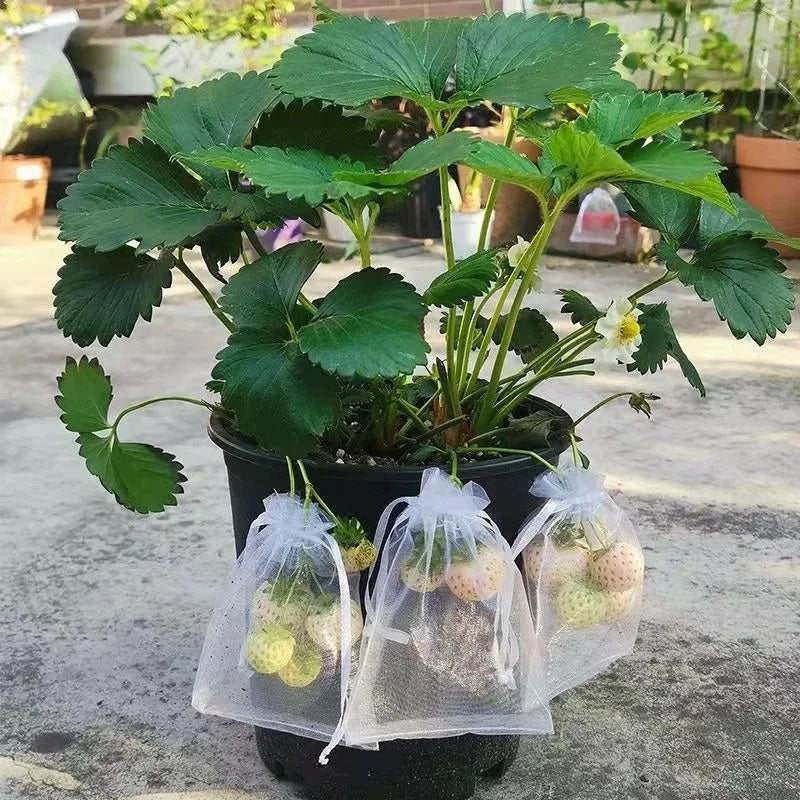 20pcs Fruit Protection Bags Anti-Bird Netting Strawberry Figs Grapes Mesh Bag