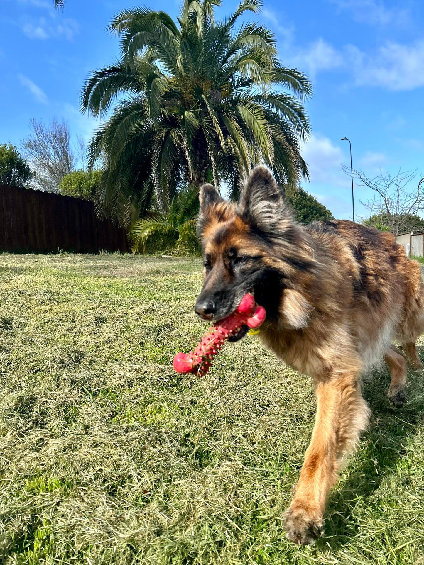 Food Grade Durable Dog Bone Toys -  Tooth Grinding Stick Chew Bone  - Red/Black