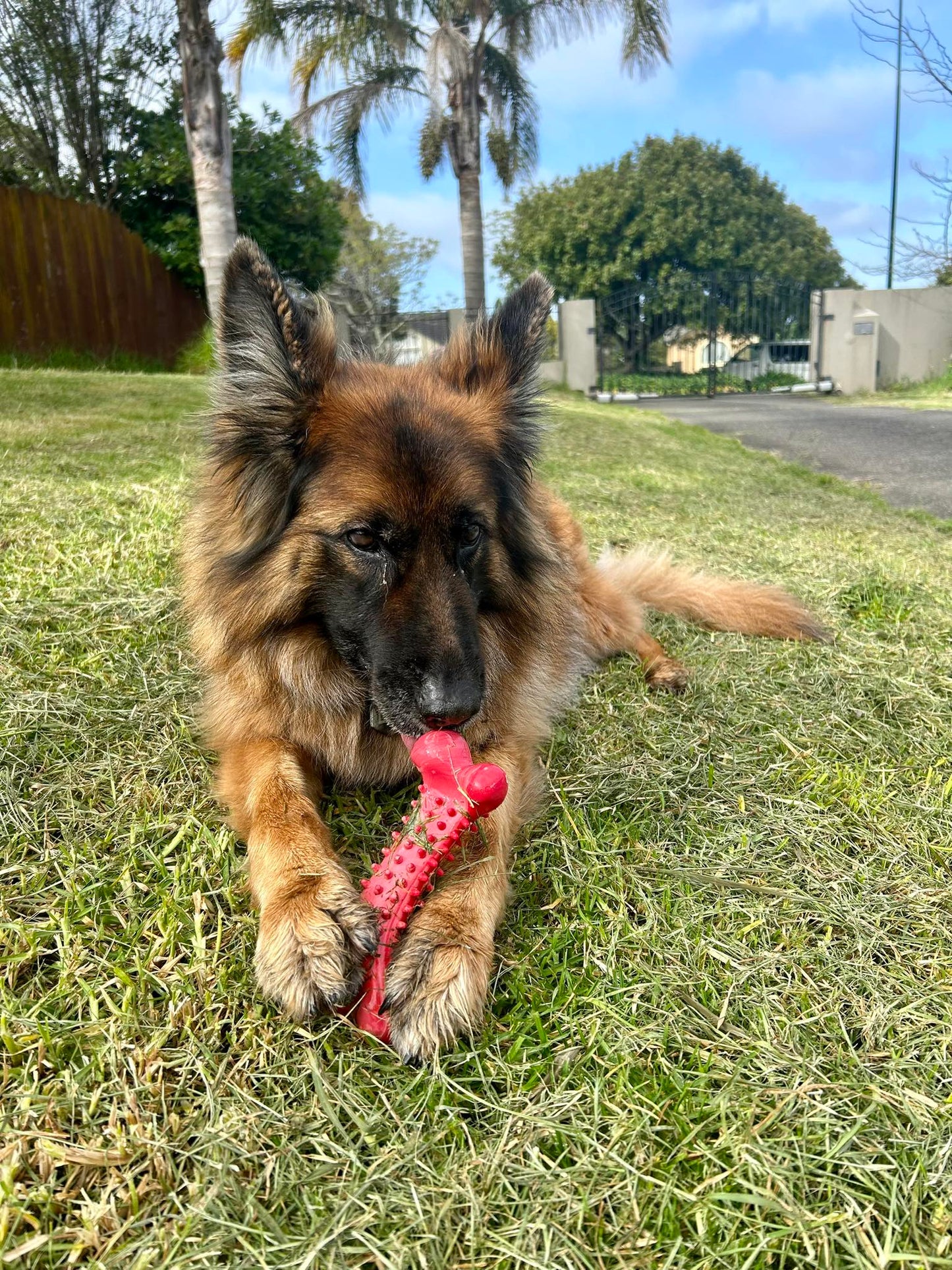 Food Grade Durable Dog Bone Toys -  Tooth Grinding Stick Chew Bone  - Red/Black