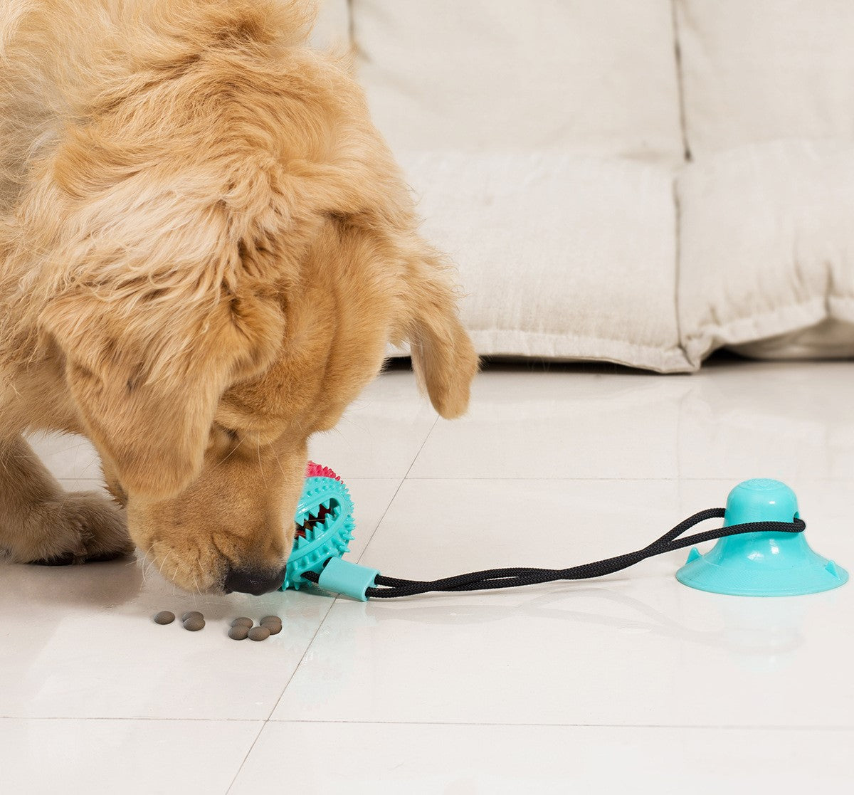 Dog toy with suction cup